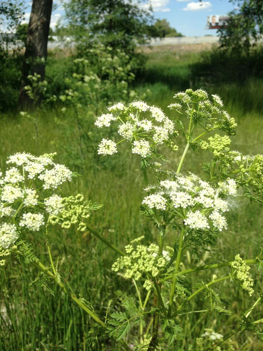 Plants communicate via an underground fungal internet to warn neighbors.