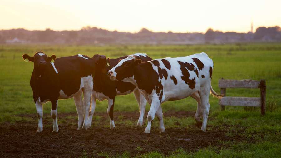 Cows develop regional mooing accents based on their specific local herds.
