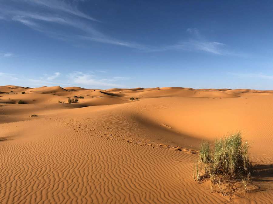 28 Facts About Deserts That Prove They're Full of Life, Not Empty of It