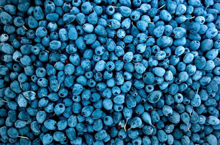 Blueberries contain memory-saving pigments that can reverse brain aging symptoms.