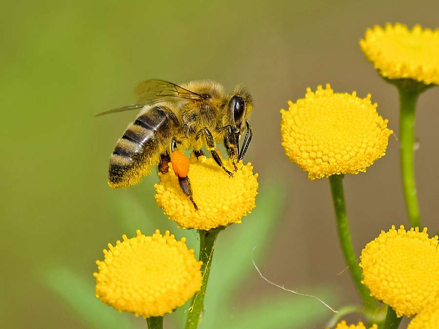 30 Facts About Bees That Show How Dependent All Life on Earth Is on Them