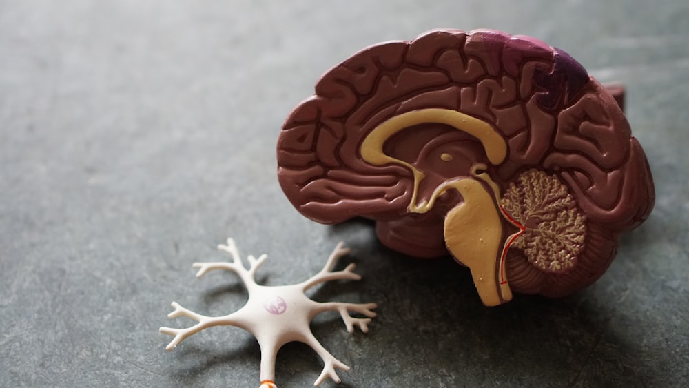 Your brain literally washes itself with spinal fluid during deep sleep.