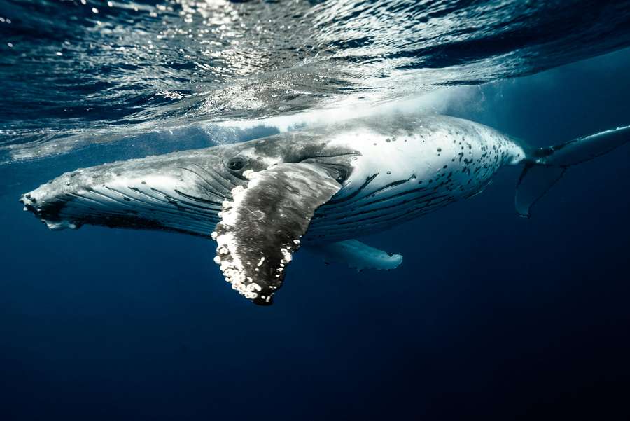 Sperm whales use distinct 'dialects' to identify their specific social clans.