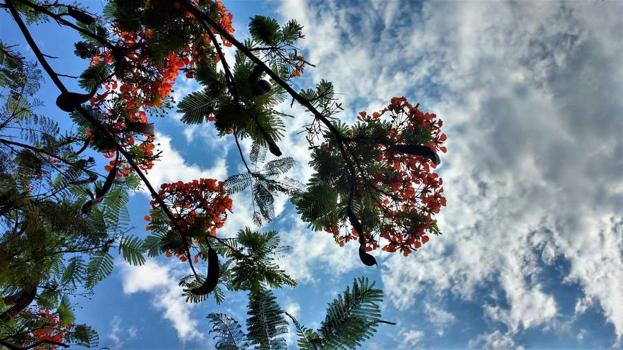 Why Fever Is Actually Your Body Doing Something Brilliant